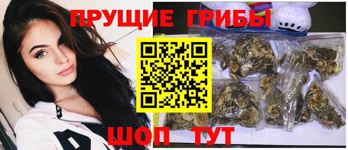 Галлюциногенные грибы Psilocybine cubensis Костомукша